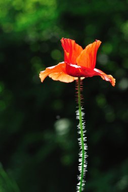 Yeşil doğal arka plan bulanık ile kırmızı gelincik