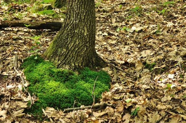 Grön mossa på trädstam i skogen — Stockfoto