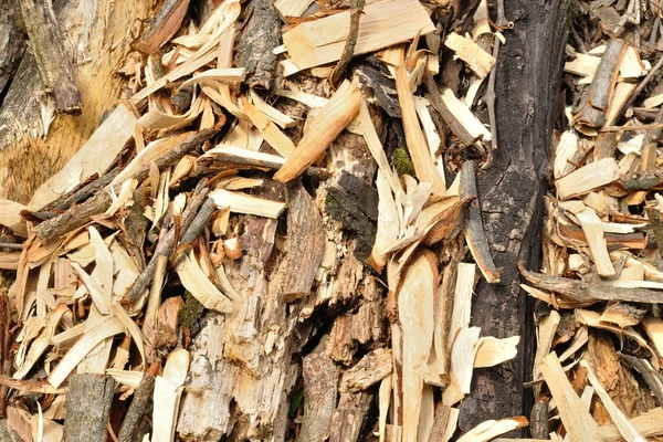 Fundo orgânico de aparas de madeira — Fotografia de Stock