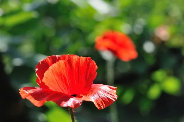 Detail of beautiful red poppy — Stock Photo, Image