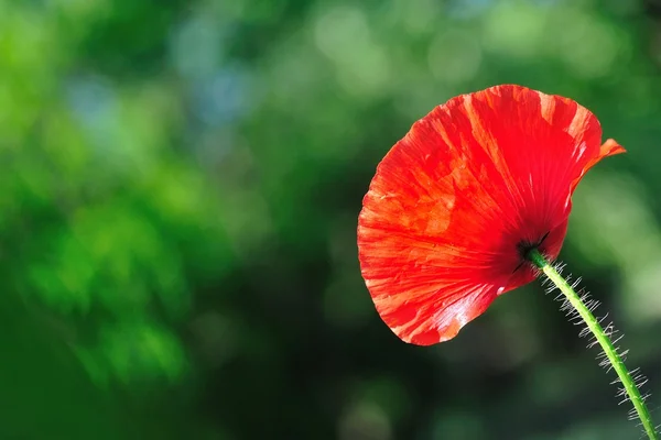 Detalle de amapola roja con fondo natural verde borroso —  Fotos de Stock