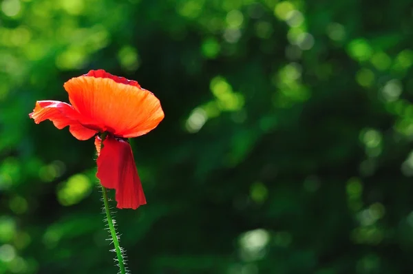 Red poppy with blurred green natural background — Stock Photo, Image