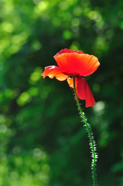 Red poppy with blurred green natural background — Stock Photo, Image