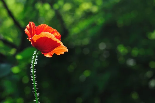 Red poppy with blurred green natural background — Stock Photo, Image