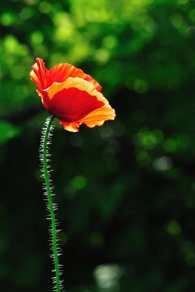 Papavero rosso con sfondo naturale verde sfocato — Foto Stock