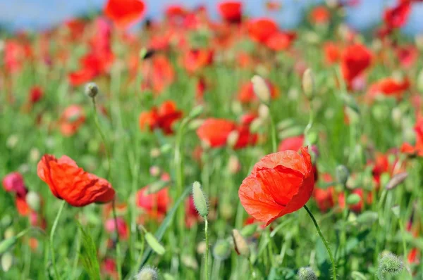 Field of red wild poppies — Stock Photo, Image