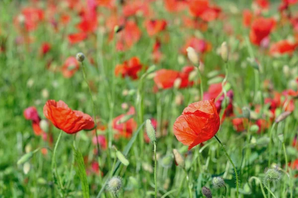Field of red wild poppies on a sunny day. Natural background — Stock Photo, Image