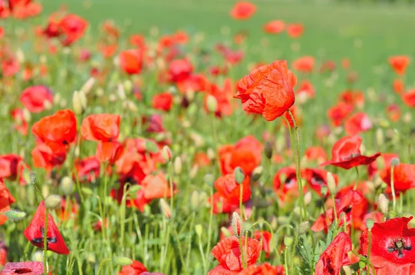 Field of red wild poppies — Stock Photo, Image