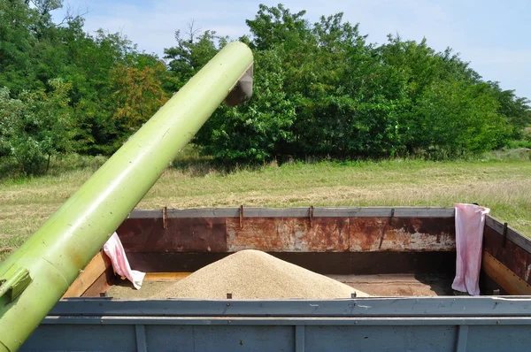 Combine harvester emptying grain into a truck — Stock Photo, Image