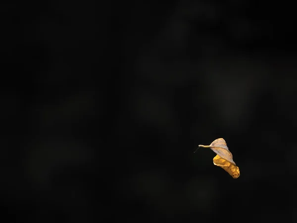 Pequena folha amarela no fundo preto — Fotografia de Stock