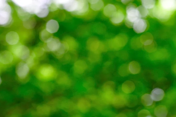 Natural green blurred background — Stock Photo, Image