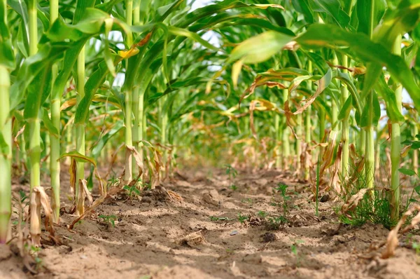 여름에 신선한 녹색 옥수수 분야의 행