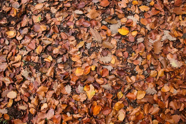 秋の日にドイツの森の地面に茶色と黄色の葉 — ストック写真