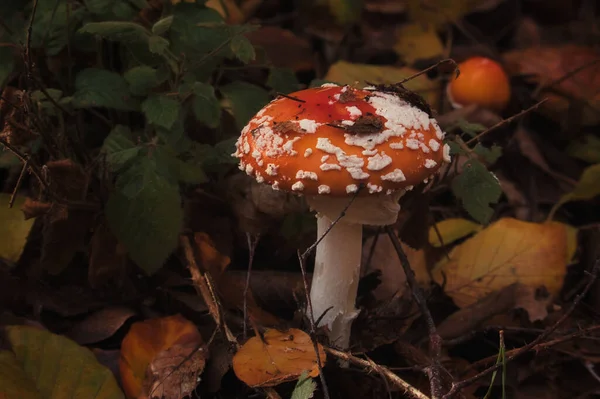 Topo Cogumelo Vermelho Com Manchas Brancas Crescendo Chão Floresta Palatinado — Fotografia de Stock