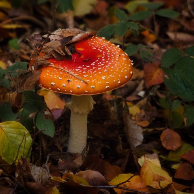 Bir sonbahar günü, Alman ormanında beyaz noktalı kırmızı bir mantarın tepesinde ölü yapraklar..