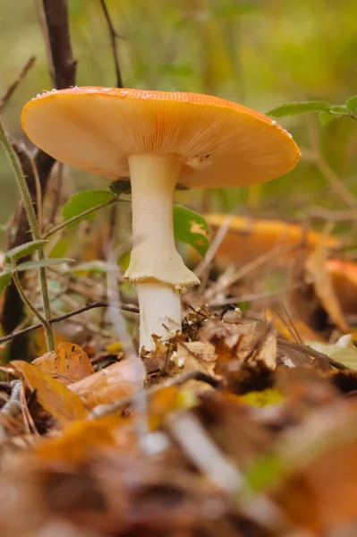 Orange Mushroom Forest Floor Germany — Stock Photo, Image