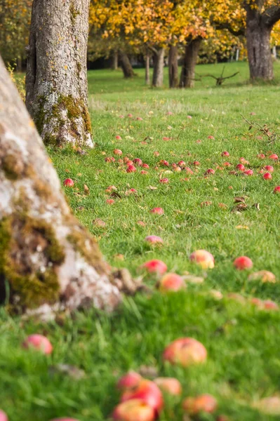 Manzanas Suelo Bajo Los Árboles Huerto Alemania Rural — Foto de Stock