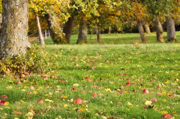 秋天的一天 德国农村一个苹果园的绿草下 长着红色的苹果 — 图库照片