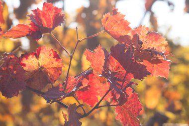 Bir sonbahar günü, bir Alman üzüm bağında, güneşin ışıldadığı bir üzüm bağının üzerindeki kırmızı yaprakları kapatın..