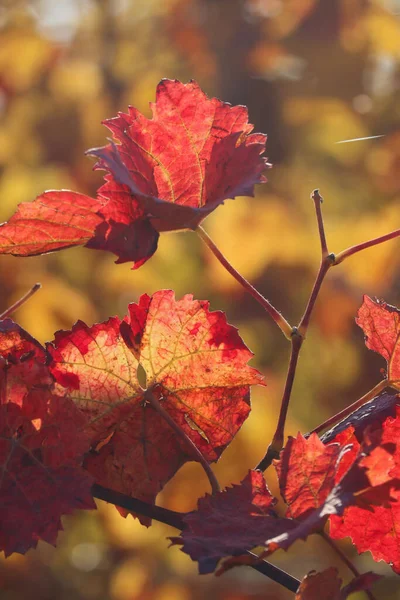 Beautiful Red Leaves Grape Vine Fall Day German Vineyard — Stock Photo, Image