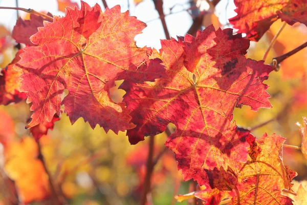 Zbliżenie Czerwonych Liści Żółtymi Żyłami Winorośli Słoneczny Jesienny Dzień Niemieckiej — Zdjęcie stockowe
