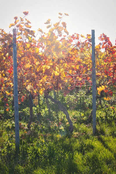 Soleil Brille Travers Les Feuilles Rouges Jaunes Une Vigne Par — Photo