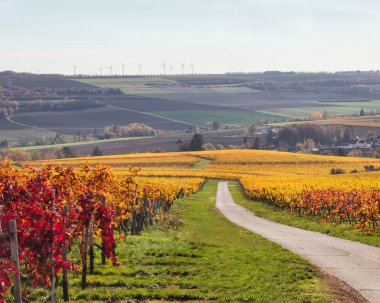 Almanya 'da bir sonbahar günü, arka planda sarı ve kırmızı yapraklar, tarım arazileri ve rüzgar türbinleri bulunan üzüm bağları.