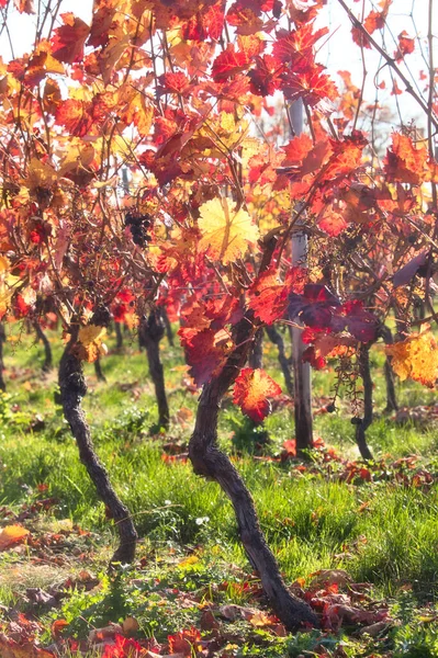 Hojas Rojas Amarillas Algunas Uvas Una Vid Uva Viñedo Cálido — Foto de Stock