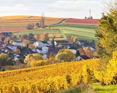 Almanya 'da güneşli bir sonbahar gününde renkli üzüm bağlarıyla çevrili küçük bir köy..