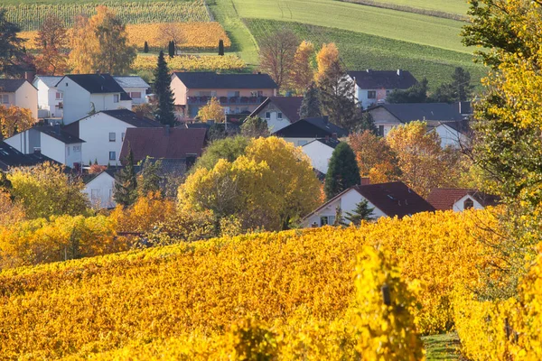 Almanya Güneşli Bir Sonbahar Gününde Renkli Sarı Yapraklı Üzüm Bağlarının — Stok fotoğraf