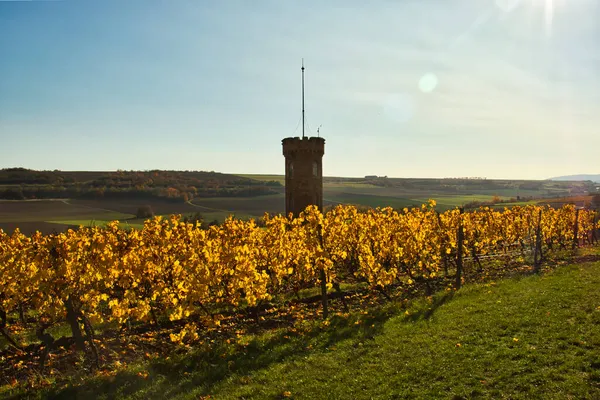 Alzey Almanya Bir Sonbahar Günü Alzey Sarı Yapraklı Bir Üzüm — Stok fotoğraf