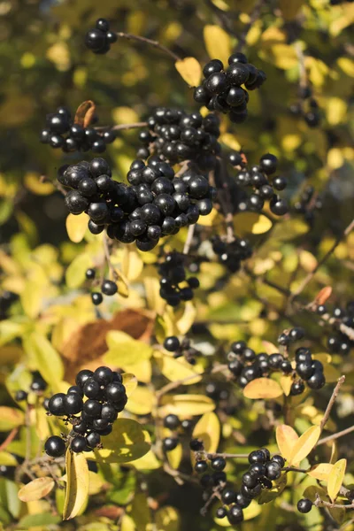 Bush Con Bayas Negras Maduras Día Otoño Alemania —  Fotos de Stock