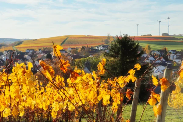 Folhas Amarelas Vibrantes Videiras Uva Uma Vinha Alzey Alemanha Dia — Fotografia de Stock