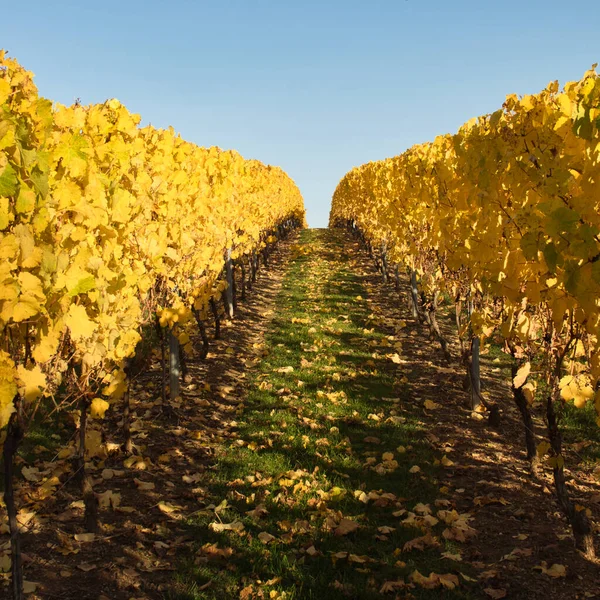 Cienie Ziemi Ścieżce Między Winoroślami Żółtymi Liśćmi Ciepły Jesienny Dzień — Zdjęcie stockowe