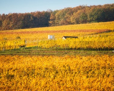 Almanya 'nın Alzey şehrinde güneşli bir sonbahar gününde, sarı ve kırmızı yapraklarla dolu bir üzüm bağının çatısı..