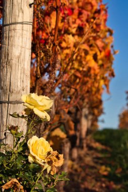 Alzey, Almanya 'da güneşli bir sonbahar gününde üzüm bağında bir binanın yanında bayrak.