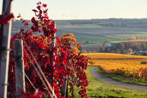 Hermosas Hojas Rojas Una Hilera Viñas Viñedo Alzey Alemania Día — Foto de Stock