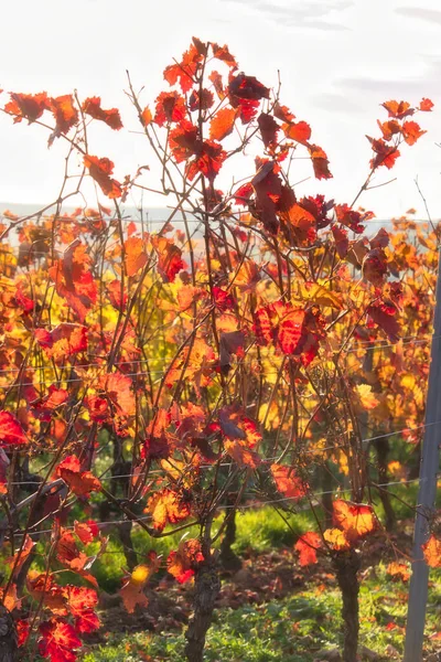 德国阿尔茨尼 秋天的一天 红色和黄色的叶子在葡萄园里闪烁着阳光 — 图库照片