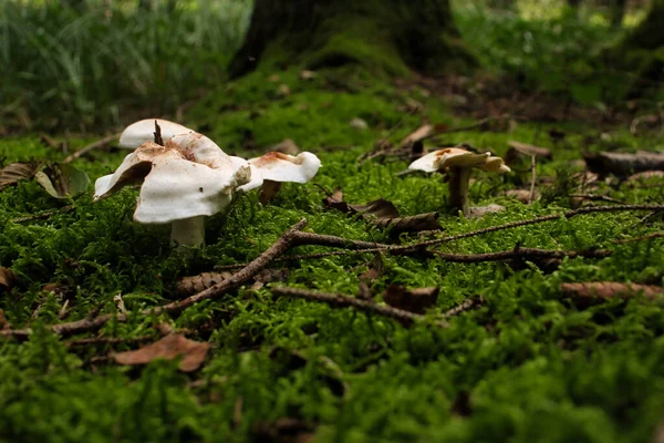 Champignons Blancs Poussant Sur Sol Vert Forêt Rhénanie Palatinat Allemagne — Photo