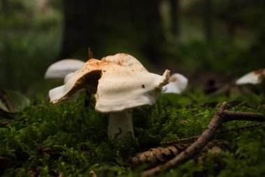 Almanya 'daki Derebeyi Ormanı' nın yeşil zemininde büyüyen beyaz ve kahverengi mantarlardan eksik parçalar..