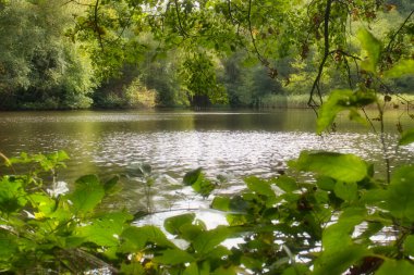 Almanya 'nın Palatinate Ormanı' nda bir sonbahar gününde yeşil ağaç yapraklarıyla çevrili sakin bir göl..