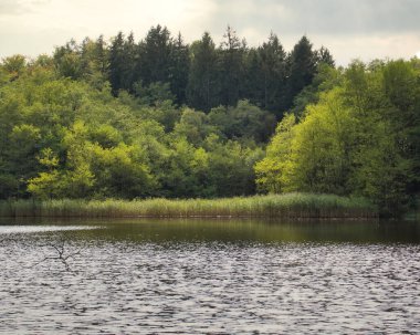 Almanya 'nın Palatinate Ormanı' ndaki küçük bir göl boyunca büyüyen yeşil ağaçlar ve bitkiler..