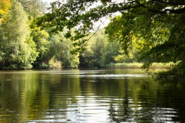 Güneşli bir sonbahar gününde Almanya 'nın Derebeyi Ormanı' nda sakin bir göl.
