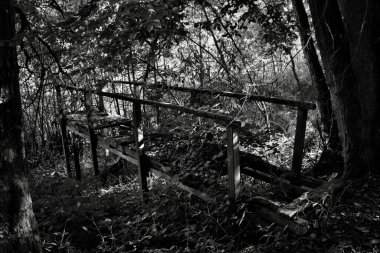 Almanya 'nın Derebeyi Ormanı' ndaki küçük bir gölün üzerinde yabani otlarla büyüyen eski bir köprü..