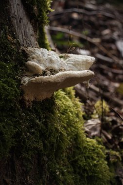 Bir sonbahar günü Almanya 'nın Palatinate Ormanı' ndaki bir ağacın kenarında büyüyen büyük beyaz mantar..