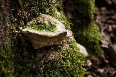 Almanya 'nın Palatinate Ormanı' ndaki bir ağacın kenarında büyüyen beyaz mantarlar ve yeşil bitkiler.