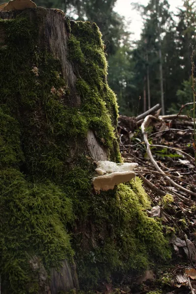 오후에 버섯을 의나무 그루터기 — 스톡 사진