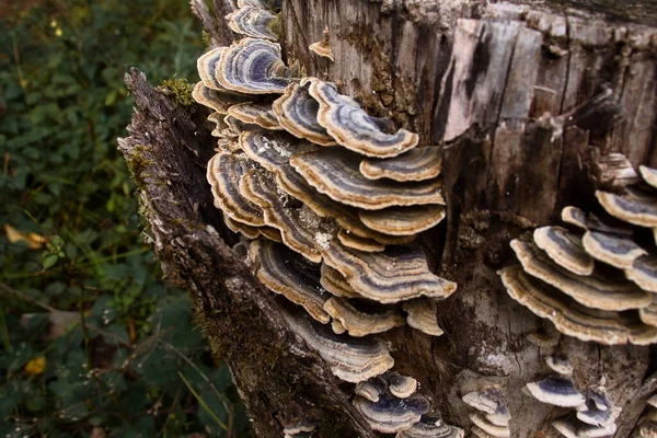 Blaue Pilze Baumstumpf Einem Deutschen Wald Herbst — Stockfoto