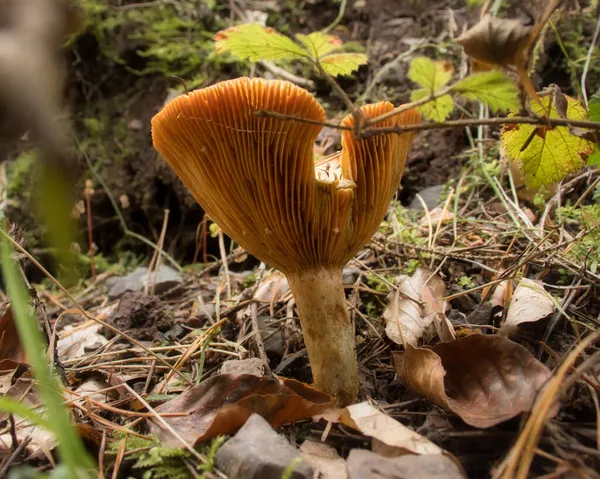 Orangefarbener Pilz Wächst Einem Herbsttag Pfälzer Wald — Stockfoto