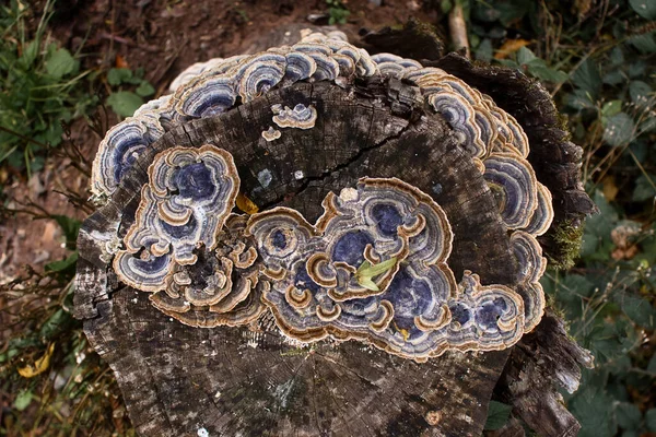 Amd Cogumelos Marrons Que Crescem Toco Árvore Floresta Palatinado Alemanha — Fotografia de Stock
